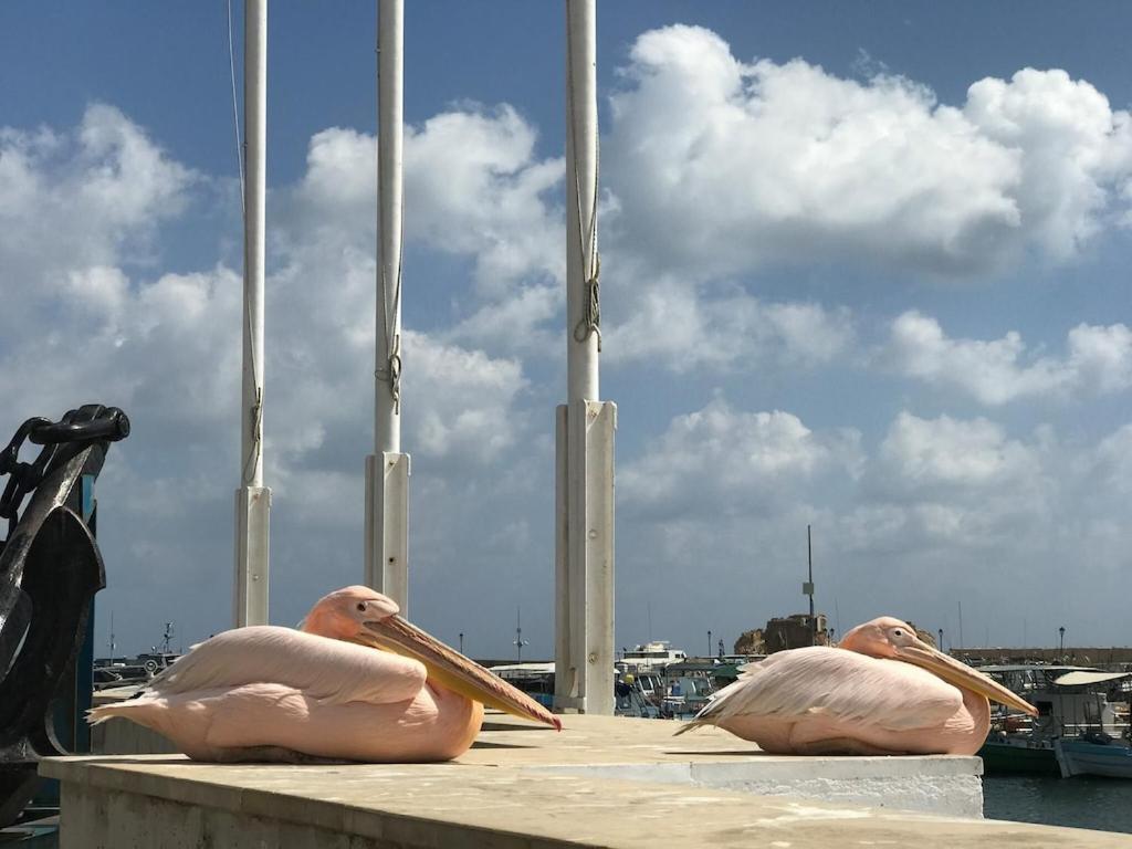 Villa Ilios In Kato Paphos Kültér fotó